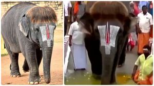 ஜில்லுன்னு ஒரு குளியல்..மன்னார்குடி ராஜ கோபால சுவாமி கோவில் பாப் கட் செங்கமலத்திற்கு நீச்சல் குளம் 