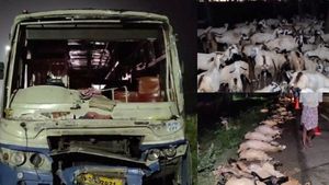 அதிகாலையில் பதற வைத்த கோர சம்பவம்.. தேசிய நெடுஞ்சாலையில் பேருந்து மோதி உரிமையாளர், 100 ஆடுகள் பலி! 