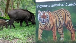 30 பன்றி பலி.. முதுமலை புலிகள் காப்பகத்தில் பரவிய ஆப்ரிக்க பன்றி காய்ச்சல்.. மனிதர்களை தாக்குமா? 