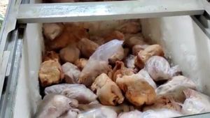 ஷாக்கிங்.. ஷவர்மாவுக்காக ஸ்டோர் ரூமில் இருந்த.. 500 கிலோ அழுகிய கோழிக்கறி.. கேரளாவில் அதிர்ச்சி! 