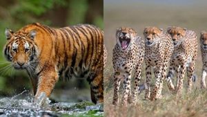 மிருக காட்சி சாலையில் புலிக்கு எத்தனை கிலோ, சிறுத்தைக்கு எவ்வளவு இறைச்சி தரப்படும்? சுவாரசிய தகவல் 