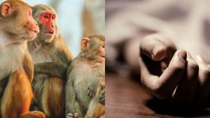  குரங்குகளை சாதாரணமா நினைக்காதீங்க.. கும்பலாக வந்து தாக்கிய குரங்குகள்.. பறிபோன பெண்ணின் உயிர்