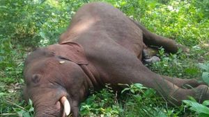 'இதை' செஞ்சிருந்தா யானை இறந்திருக்காதே! சூழலியலாளர்கள்  அடுக்கும் கேள்விகள்.. தீர்வுகள்