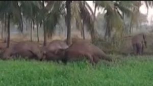 தருமபுரி அருகே மின்வேலியில் சிக்கி 3 யானைகள் பலி- விவசாயி முருகேசன் கைது 