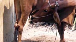 திருவண்ணாமலையில் ஆச்சரியம்.. சுகுமார் வீட்டில் 