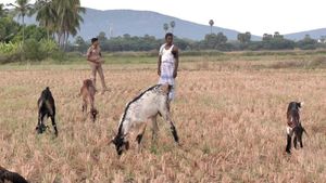 ஆடு மேய்க்கும் போது கூட போலீஸ்.. துத்துக்குடி விவசாயிக்கு 24 மணி நேரமும் பாதுகாப்பு! என்ன காரணம்? 