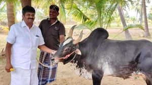 உயிருக்கு போராடும் கருப்புக் கொம்பன் காளை! சோகத்தில் மாஜி அமைச்சர் சி.விஜயபாஸ்கர்! என்ன நடந்தது? 