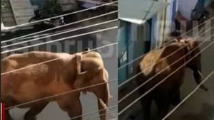 அலற வைக்கும் அரிசி கொம்பன்.. தூக்கியடிக்கப்பட்ட பால்ராஜ் பலி! கதிகலங்கும் கம்பம் - திணறும் வனத்துறை 