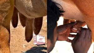 வேலூரில் ஆச்சரியம்.. அரண்ட பொய்கை.. எப்ப பார்த்தாலும் 