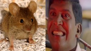 அதெப்படி திமிங்கலம்.. எலி தினமும் பணத்தை திருடி பதுக்குது.. சிசிடிவியால் ஷாக்கான திருப்பூர் மகேஷ் 
