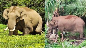 திக் திக்.. நெல்லை டூ கன்னியாகுமரி.. மெல்ல நகரும் அரிகொம்பன் யானை! வனத்துறையினர் தீவிர கண்காணிப்பு 