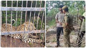 திருப்பதியில் 5 வயது சிறுவனை கவ்வி பக்தர்களை அலறவிட்ட சிறுத்தை புலி.. கூண்டு வைத்து பிடித்த வனத்துறை 