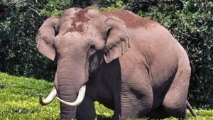மனிதர்களுக்கு மட்டுமல்ல யானைக்கும் மன அழுத்தம் இயல்பு! அரிசி கொம்பன் யானையின் மற்றொரு முகம்! 