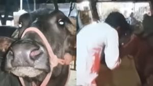 எருமை மாட்டிற்கு ஓனர் யார்? உரிமை கொண்டாடிய இருவர்.. போலீசார் செய்த ஹைலைட் சம்பவம் 