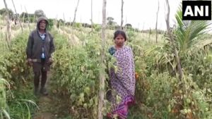 விக்கிற விலைக்கு! ரூ.2.5 லட்சம் தக்காளியை திருடிய திருடர்கள்..கண்ணீருடன் புகார் கொடுத்த பெண் விவசாயி