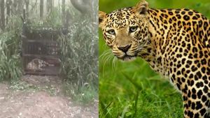 திருப்பதி மலையில் சிறுமியை கொன்ற சிறுத்தை கூண்டில் சிக்கியது.. நடந்து செல்லும் பக்தர்கள் கவனம் 