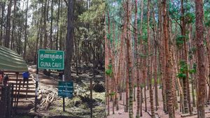 குணா குகை.. பைன் மரக்காடுகளுக்கு செல்ல வனத்துறை தடை.. கொடைக்கானல் சென்ற பயணிகள் ஏமாற்றம் 
