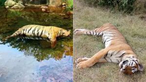 நீலகிரியில் 2 பெண் புலிகள் இறந்ததற்கான உண்மையான காரணம் என்ன? வனத்துறை கொடுத்த புது அப்டேட்! 