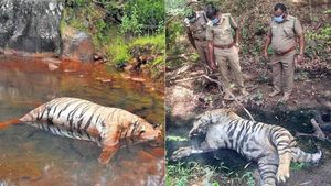 நீலகிரி அவலாஞ்சியில் 2 புலிகள் இறந்து கிடந்த விவகாரம்: மாட்டை கொன்றதால்.. விஷம் வைத்தவர் கைது 