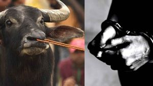  எருமை மாடுகளை திருடிய வழக்கு.. கர்நாடகாவில் 58 ஆண்டுகளாக போலீசுக்கு டிமிக்கி காட்டிய முதியவர் கைது 