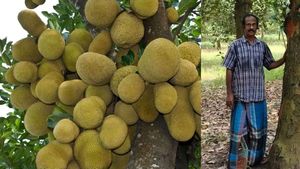அணுகுமுறையில் சிறிய மாற்றம்.. கோடிகளில் வீடு, கார், நிலம்... பலாப்பழத்தால் கோடீஸ்வரரான விவசாயி 
