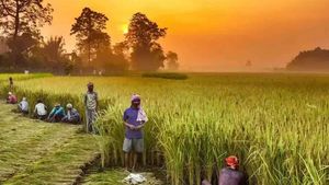 பிரதம மந்திரி பயிர் காப்பீடு திட்டம்.. விவசாயிகள் காப்பீடு பெறுவது எப்படி? நோட் பண்ணுங்க 