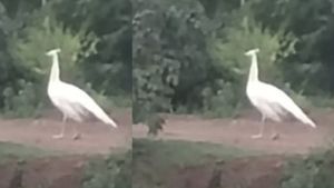 முருகனின் திருவிளையாடல்.. வெள்ளை மயில் ரொம்ப க்யூட்.. பக்தி பரவசத்தில் தஞ்சாவூர் மக்கள் 