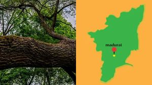 வேரோடு சாய்ந்த மரம்.. மரத்தடியில் படித்து கொண்டிருந்த 17 மாணவர்கள் காயம்.. மதுரை அருகே பரபரப்பு 