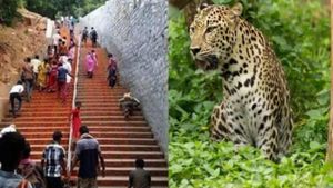 திருப்பதி அலிபிரி நடைபாதையில் மீண்டும் உலா வரும் சிறுத்தைகள், கரடிகள் .. தேவஸ்தானம் அறிவுறுத்தல் 