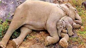  முதல் முகம்.. ஒரே வீடியோ.. மொத்த இதயமும் கரைந்து உருகிடுச்சு.. பூரித்த சுப்ரியா சாஹு.. கோவை கியூட் 