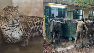 ஆட்கொல்லி சிறுத்தையை சென்னைக்கு கொண்டு வந்த வனத்துறையினர்! வண்டலூரில் வைத்து பராமரிக்க முடிவு