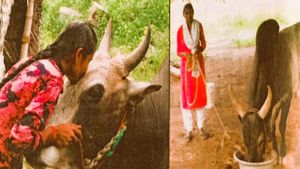 ஜல்லிக்கட்டு காளைகள் வளர்க்கும் கல்லூரி மாணவிகள்! வீரத் தமிழச்சிகள் பற்றிய ருசிகர தகவல்! 