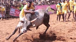 மதுரை ஜல்லிக்கட்டு.. காளைகளுக்கு தகுதிச்சான்று அவசியம்.. நாட்டு மாடுகளுக்கு மட்டுமே அனுமதி 