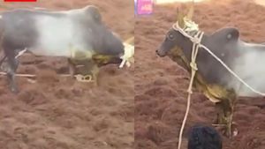 கொம்புல பூவை சுத்தி.. அலங்காநல்லூரில் களத்தை அலறவிட்ட கட்டப்பா காளை..  உரிமையாளருக்கு கார் பரிசு 