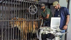  உயிரிழந்தது வங்கப் புலி விஜயன்.. வண்டலூரில் அதிர்ச்சி! புலிகள் எண்ணிக்கையை அதிகரித்ததே விஜயன்தானாம்!