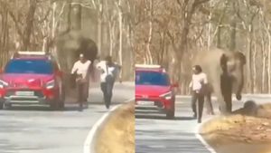 ஜஸ்ட் மிஸ்.. இரண்டு உதை விட்ட யானை.. நூலிழையில் உயிர் தப்பிய நபர்! பந்திப்பூர்- வயநாடு சாலையில் பரபர 