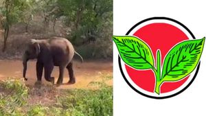 கோவையில் ஆபத்தான முறையில் யானையை விரட்டிய அதிமுக பிரமுகருக்கு அபராதம் விதித்த வனத்துறை 