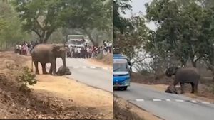 உயிருக்கு போராடிய குட்டி யானை.. யாரையும் நெருங்கவிடாமல் காப்பாற்ற தாய் யானை நடத்திய பாசப்போராட்டம் 