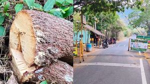  பவுர்ணமி நாளில் ஸ்கெட்ச்.. சந்தன மரங்களை லூட் அடிக்கும் ‘புஷ்பா’! சிலிர்க்க வைக்கும் சிறுமலை கிரைம்!