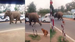  உன் சேட்டையை என்கிட்ட காட்டாத..ஒழுங்கா ஓடி போயிரு.! காண்டான காட்டு யானை..சிங்கிளாய் விரட்டிய நாய்!