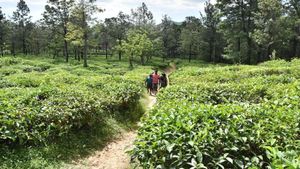  மாஞ்சோலைக்கு விடிவு கிடைக்குமா? அரசின் 'டான்டீ’ நிறுவனத்திற்கு பறந்த கோரிக்கை.. கிடைத்த பதில் என்ன? 