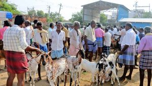  பக்ரீத் பண்டிகை! ஆட்டின் விலை ரூ 70 ஆயிரமா? அதென்ன கோங்கு ரகம்? மேலப்பாளையத்தில் கடும் போட்டி 