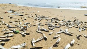 சென்னை மெரினா பீச்சில் இப்படியா? அதென்ன கடற்கரையெல்லாம் இவ்ளோ விழுந்து கிடக்கு.. ஓடோடி வந்த ஆபீசர்ஸ்