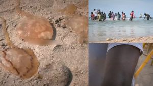 ராமநாதபுரம் கடற்கரையில் பஞ்சு போல் ஊர்ந்த உயிரினம்! அலறி ஓடிய சுற்றுலா பயணிகள்! ஒரே பரபரப்பு! 
