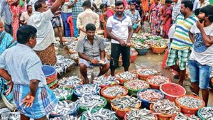  வஞ்சிரமே..பாக்கெட்டை பதம் பார்க்கும் மீன்கள் விலை! தடைக்காலம் முடிந்தும் விலை அதிகரிக்க என்ன காரணம்?