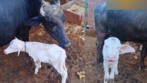 விந்தணு மாறிடுச்சா? இப்படி நடக்குமா? விவசாயி வீட்டில் ஒரே கூட்டம்.. கரூர் போல ராஜஸ்தானிலும் வியப்பு