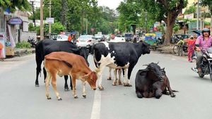 சாலைகளில் ம்மா..ம்மா.. தொல்லையா? சென்னை மாநகராட்சியின் அதிரடி அறிவிப்பு! ’மாட்டு’ ஓனர்ஸ் உஷார் 
