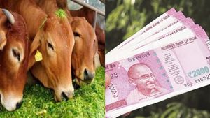இன்சூரன்ஸ்.. பசுமாட்டின் ஓனருக்கு ரூ.65,000 காப்பீடு.. திடீர்னு சேலம் கோர்ட் பிறப்பித்த உத்தரவு.. 