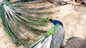 6 ஆடுகள்.. பக்கத்திலேயே மயில் பிரியாணி.. கோவை முருகன் கோயில் நிலத்தில் அந்த காட்சி? கோயம்புத்தூரிலா?