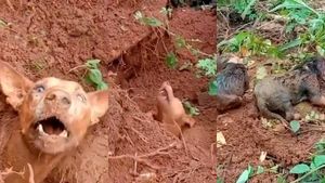 நெஞ்சே பதறுதே.. பார்த்தவர்களை உடைத்து போட்ட வயநாடு வீடியோ.. இது மாதிரி இன்னும் எத்தனை நடந்திருக்கோ 